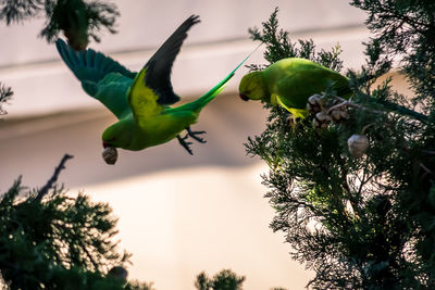 Low angle view of parrot on tree branch