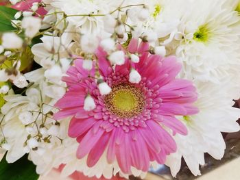 Close-up of pink daisy flowers