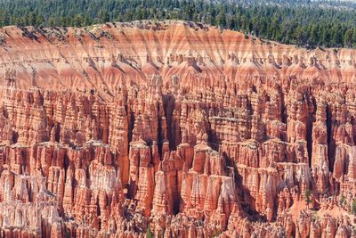 Panoramic view of trees