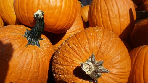 Close-up of pumpkins for sale