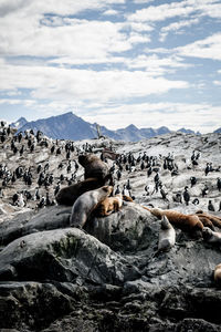 View of sea wolf on rock against sky