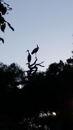 Low angle view of birds flying in the sky