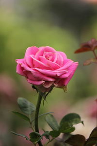 Close-up of pink rose