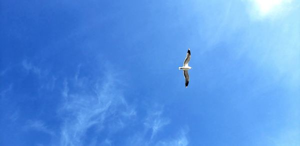 Low angle view of seagull flying in sky