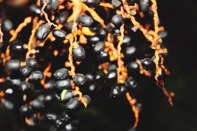 Close-up of berries growing outdoors