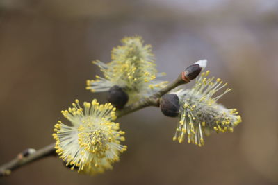 Close-up of insect on flower