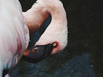 Close-up of swan