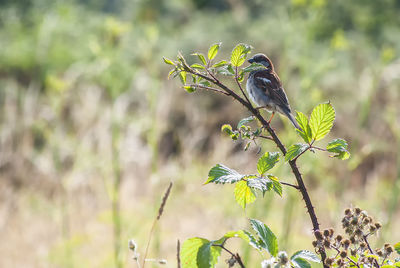 Bird perching on a plant