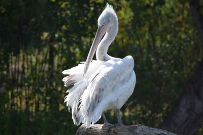 Close-up of pelican perching outdoors