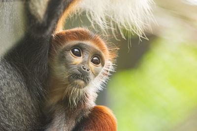 Close-up of a monkey looking away