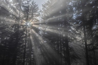 Low angle view of sunlight streaming through trees in forest