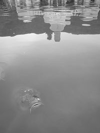 Reflection of trees in water