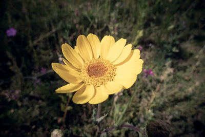 Close-up of yellow flower on field