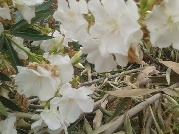 Close-up of white flowers