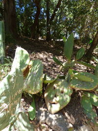 Close-up of succulent plant in forest