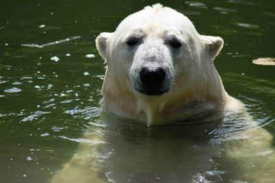 Portrait of bear swimming in lake