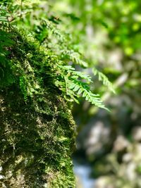 Close-up of fresh green plant