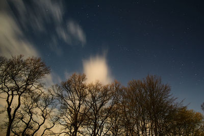 Low angle view of bare trees against sky at night