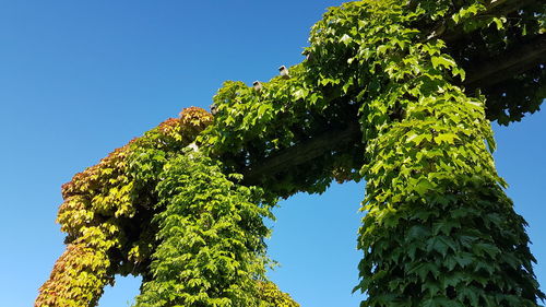Low angle view of trees against clear blue sky