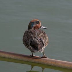 Close-up of bird perching on lake