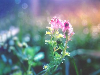 Close-up of flowers