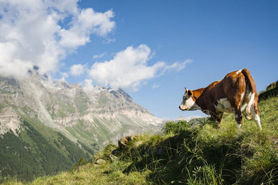 View of a cow on mountain against sky