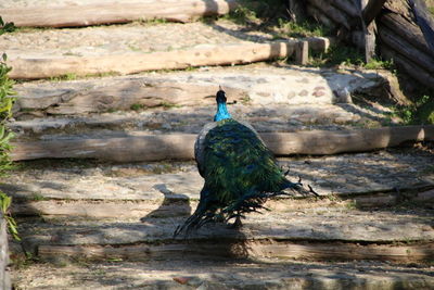 Bird perching on a tree