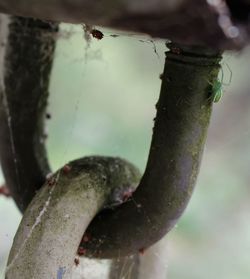 Close-up of plant against blurred background