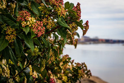 Close-up of fruits growing on plant