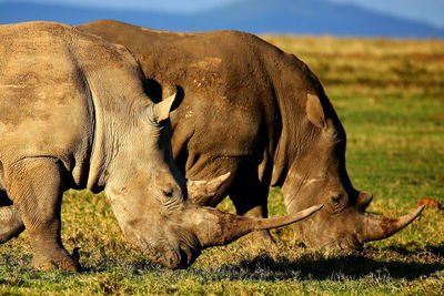 Side view of elephant on land