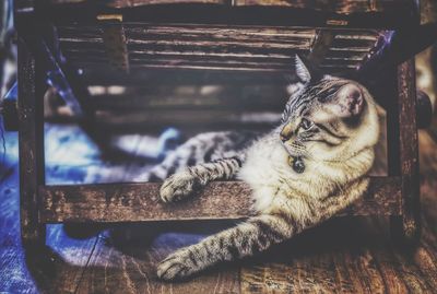 Close-up of a cat sleeping on wood