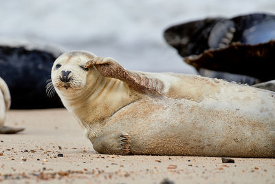 Close-up of a dog on beach