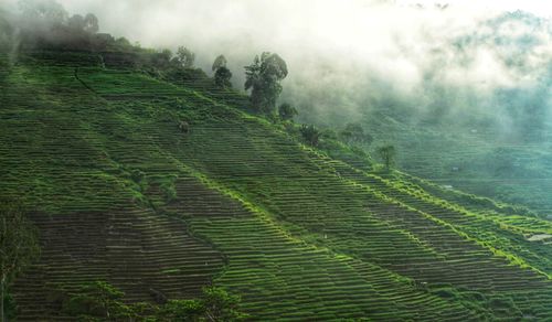 Scenic view of agricultural field