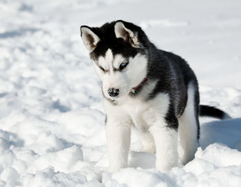 Portrait of white dog on snow field against sky