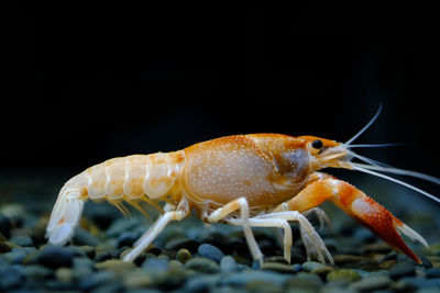 Close-up of insect over black background