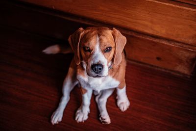 Portrait of dog sitting on wooden floor