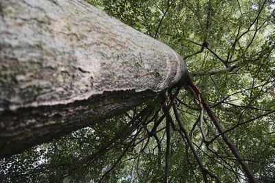 Low angle view of tree trunk