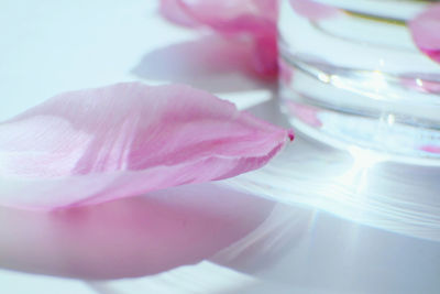 Close-up of pink rose flower on table