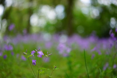 Close-up of purple flowering plants on field