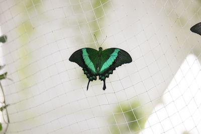 High angle view of butterfly on leaf