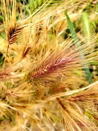 Close-up of stalks in field