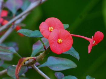 Close-up of flowers blooming outdoors