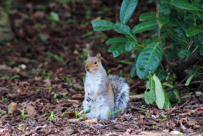 Squirrel on a field