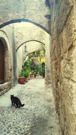 Cat on stone wall