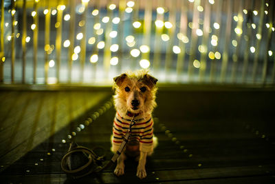 Portrait of dog standing at night