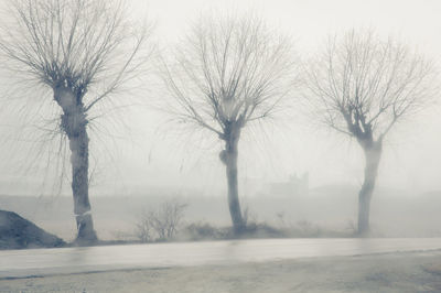 Bare trees on snow covered land