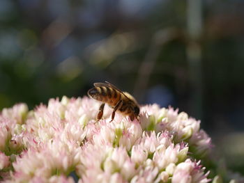 Close-up of butterfly pollinating on flower