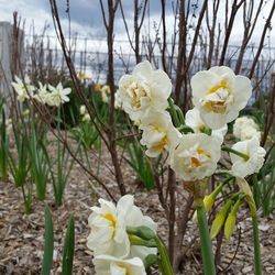 Close-up of white flowers