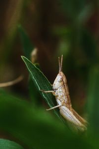 Close-up of insect on leaf