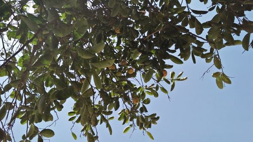 Low angle view of berries growing on tree against sky